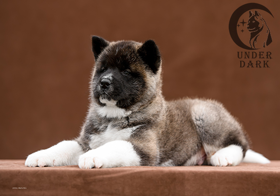 Щенки Американской акиты